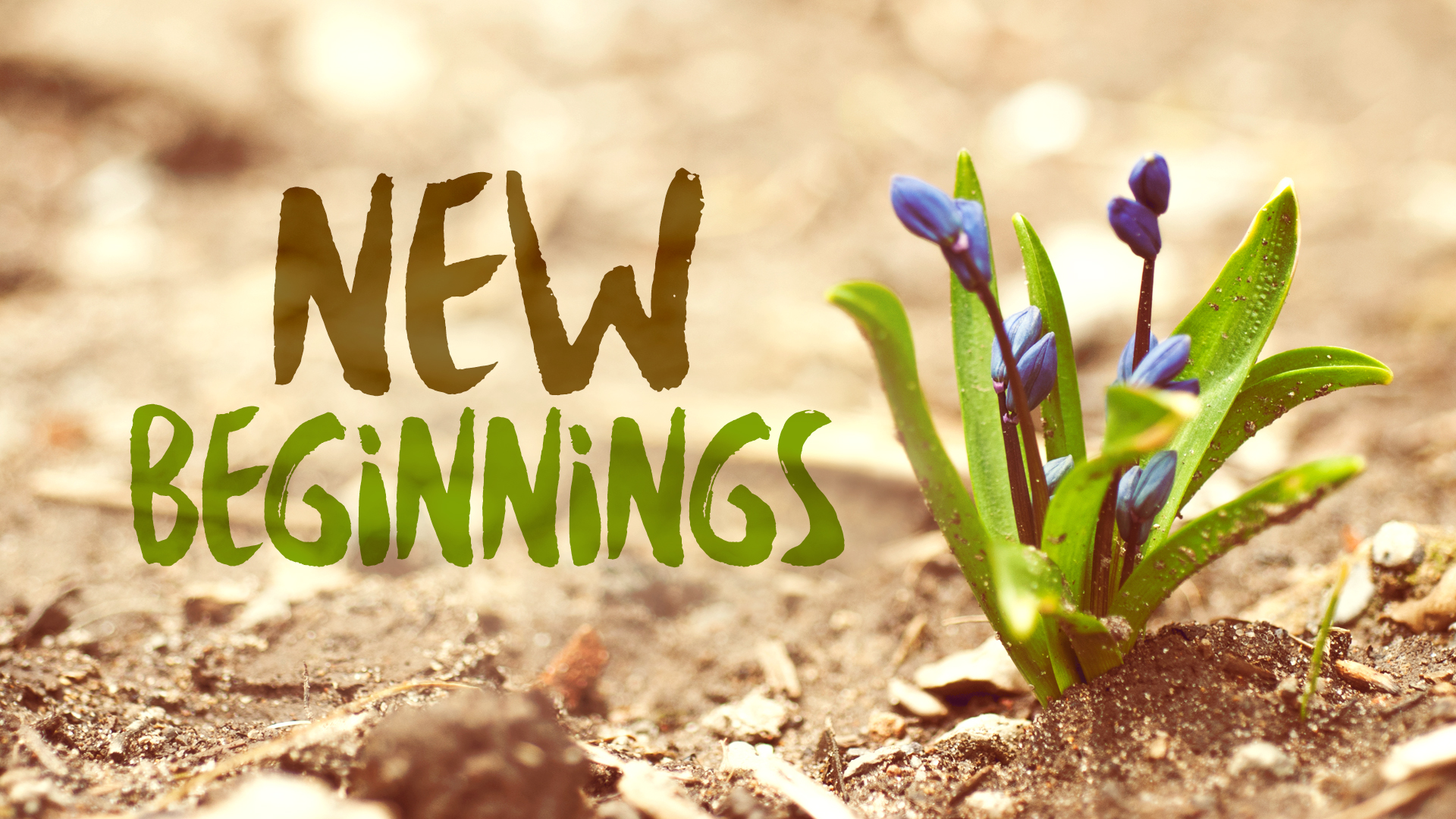 new beginnings day tours