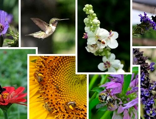 Importance of Pollinators