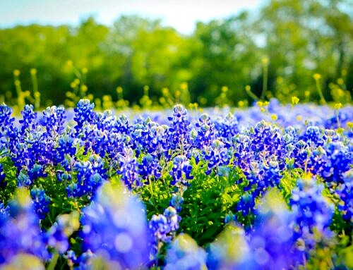 Planting with Natives